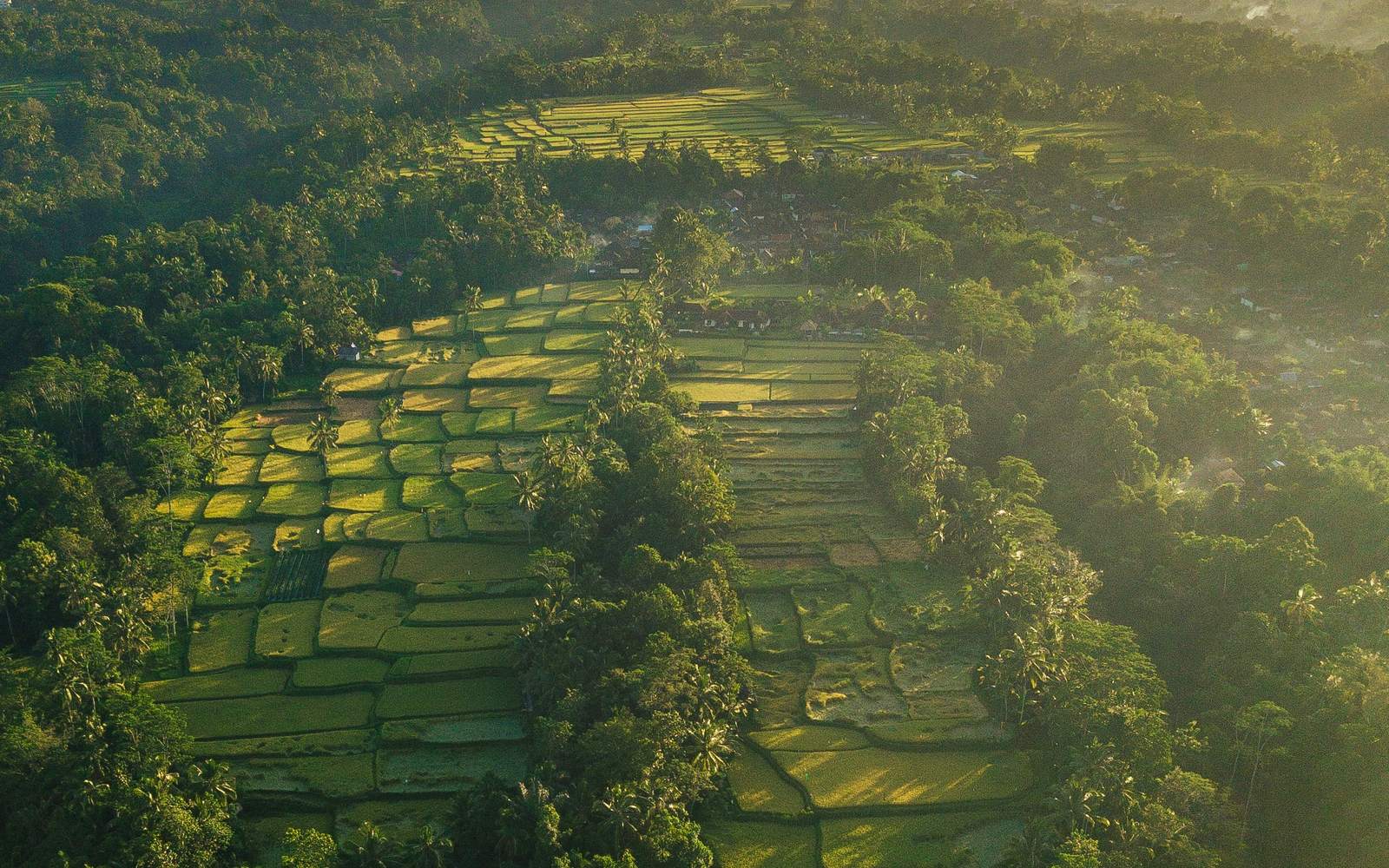 Rice terraces in Tegallalang, Bali